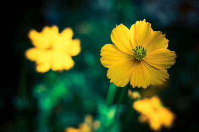 Close-up of yellow cosmos flower