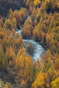 High angle view of trees by lake during autumn