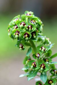 Close-up of berries on plant