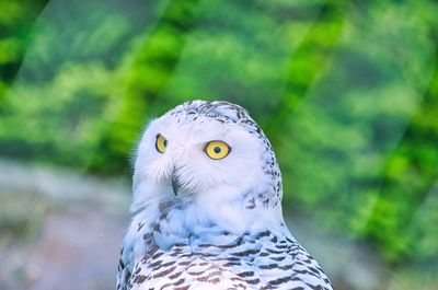 Close-up portrait of owl