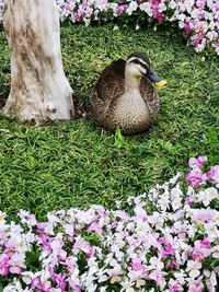 View of a bird on field