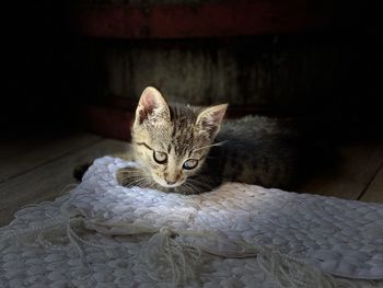 Portrait of kitten on rug