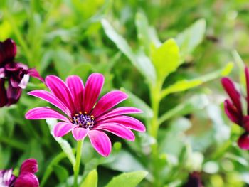 Close-up of purple flower in park