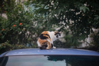 Portrait of cat on car roof