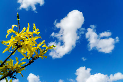 Low angle view of yellow flowering plant against blue sky