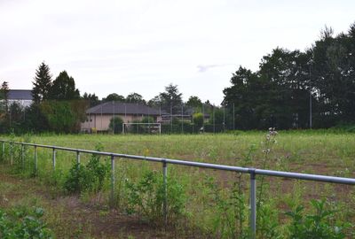 Trees on grassy field