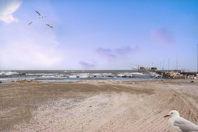 Seagulls on beach