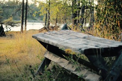 Close-up of wood in forest