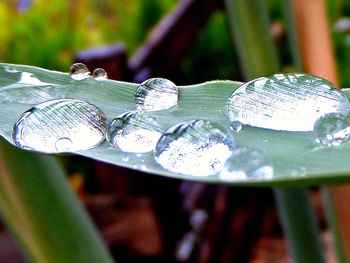 Close-up of wet leaf