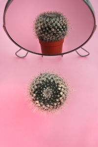 High angle view of succulent plant on table