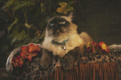 Portrait of a cat on flower