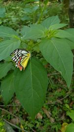 Close-up of butterfly on leaves