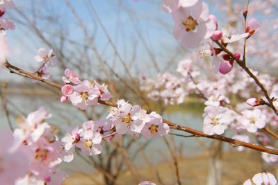 Close-up of apple blossoms in spring