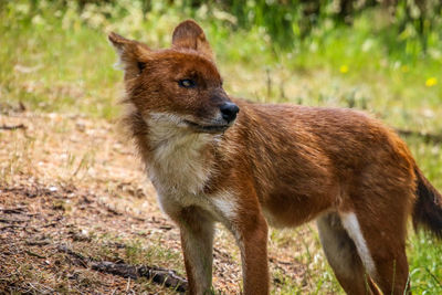 Portrait of an animal on field