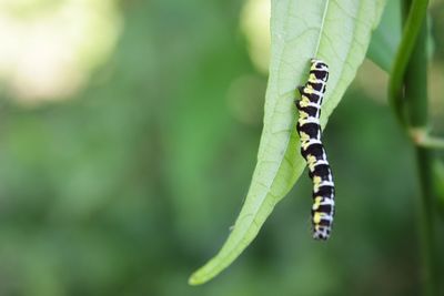 Close-up of butterfly on leaf