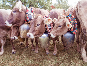 Close-up of cows in farm