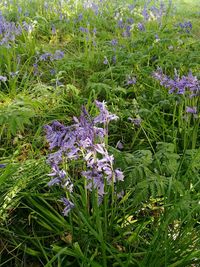 Close-up of purple crocus flowers blooming on field