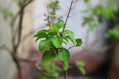 Close-up of green leaves on plant