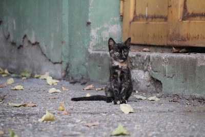 Portrait of a cat