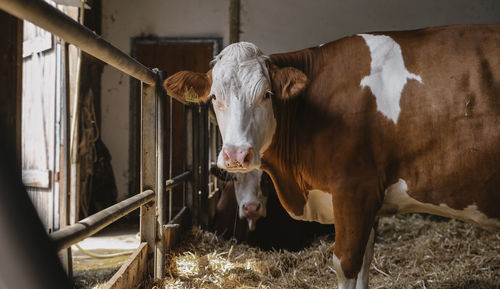 Portrait of cow standing in shed