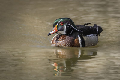 Male wood duck swimming in lake