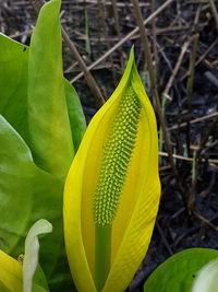 Close-up of yellow flowering plant leaves on field