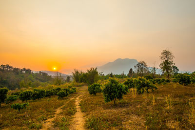 Scenic view of field against sky during sunset