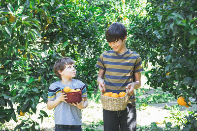 Boys with wicker baskets in their hands pick oranges from a tree.