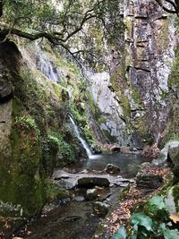 Scenic view of waterfall in forest