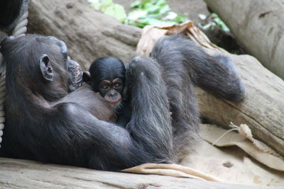 Monkeys sitting in a zoo