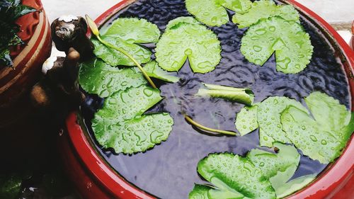 High angle view of plants with water in container