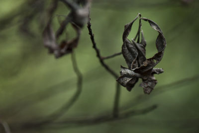 Close-up of dry leaves on branch