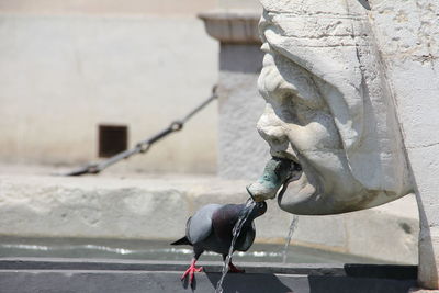 Close-up of pigeon drinking water from fountain
