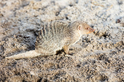 High angle view of mongoose on sand