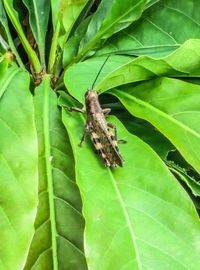 Close-up of insect on plant