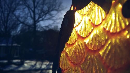 Close-up of snow on tree