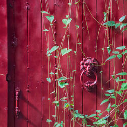 Old red door with green foliage