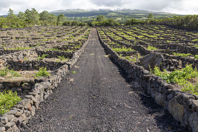 Surface level of agricultural field against sky