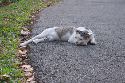 Cat sleeping