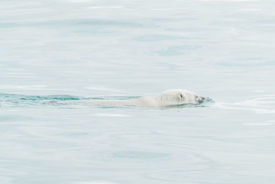 Polar bear swimming in the wild, arctic