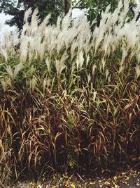 Close-up of plants growing on field