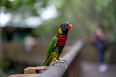Close-up of parrot perching on person