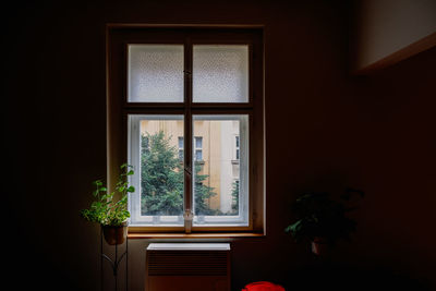 Potted plant by window at home