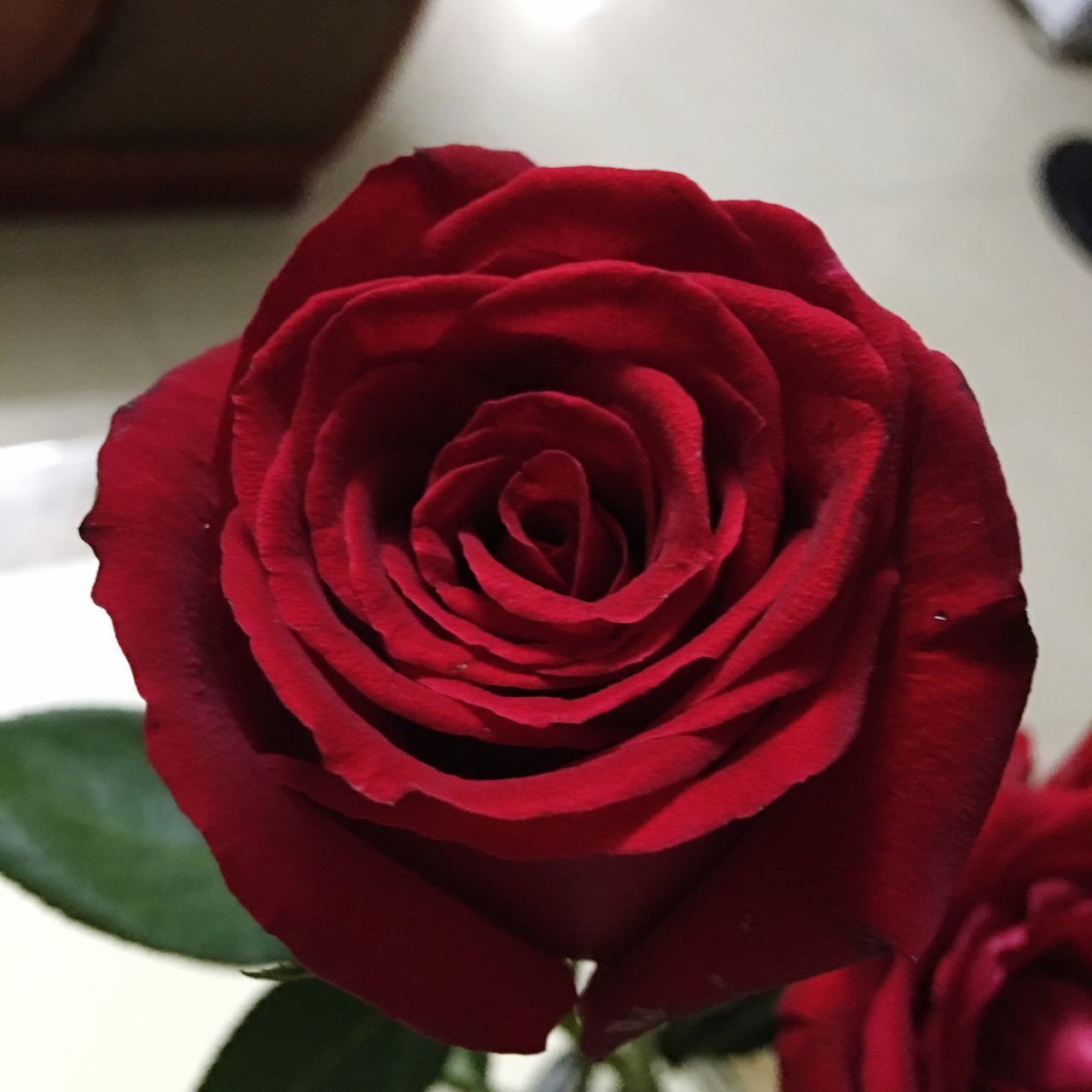 flower, petal, rose - flower, beauty in nature, nature, fragility, flower head, freshness, growth, close-up, red, plant, no people, soft focus, blooming, outdoors, day