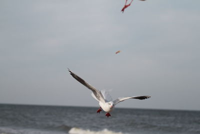 Seagull flying over sea against sky