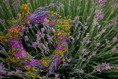 Close-up of purple flowering plants