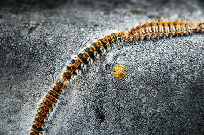 Close-up of caterpillars on rock