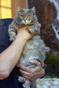 Close-up of hand holding kitten