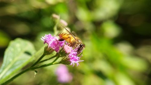 Close-up of insect on purple flower