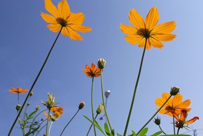 Low angle view of yellow flowering plant against clear sky